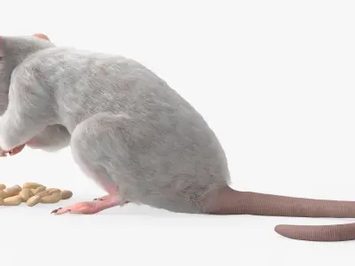  White Rat Fur Rigged For Blender Animated Set 
