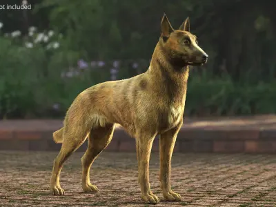  Shepherd Dog Standing Gold Brindle Fur 