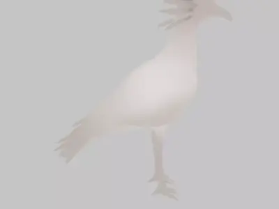 Indirect Lighting for Secretarybird 3D model