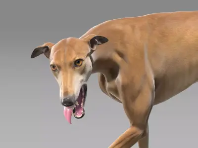 Greyhound Brown Rigged 3D model