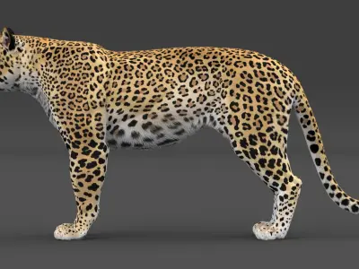  Leopard and Panther PACK Animated-Rigged-Fur 