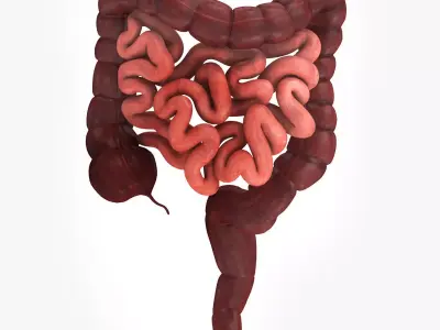 Large and Small Intestines 3D model