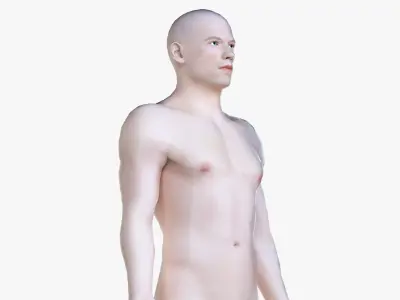 Full Male And Female Anatomy Low Poly Set 