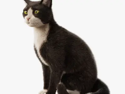  Cat Tuxedo Rigged Animated 