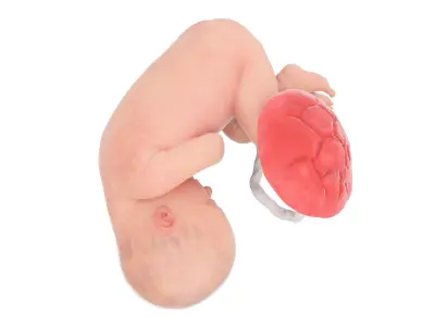  Fetus Week 37 Animated 