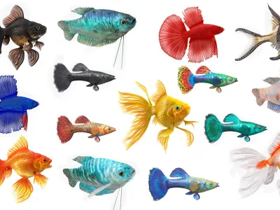  Aquarium Fish Collection 2 