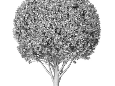 Evergreen garden tree  shrub bush Boxwood 3D model