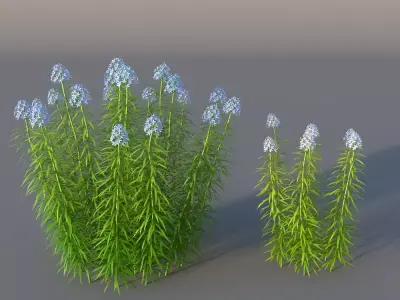 XfrogPlants Narrowleaf Bluestar - Amsonia Hubrichtii  3D model