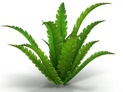 Fern bush Low-poly 3D model