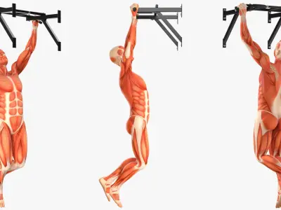  Anatomy Male Muscular System Pull-up Animated Rigged for Cinema 4D 