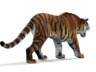  Tiger Amur Animated Fur 