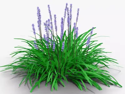 Liriope muscari 3D model