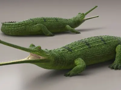  Narrow Jawed Gharial Green Crocodile Lying 