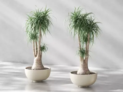 Beaucarnea   Elephants Foot in Oval Low Planter 3D model