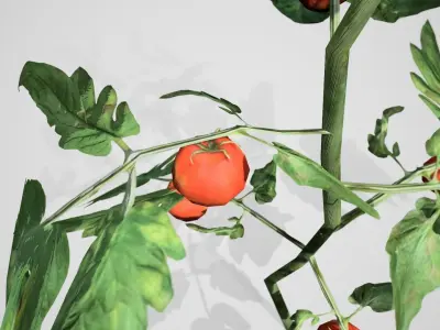 Tomato bush Low-poly 3D model