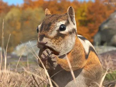  Tree-Dwelling Chipmunk Rigged for Maya 