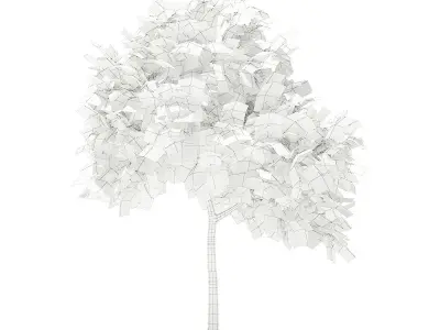 Common Fig Tree 3D model