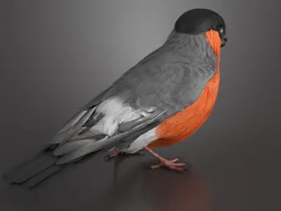  Bullfinch Male Bird Animated Rigged For Maya Collection 