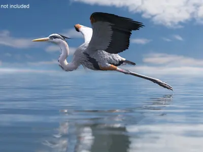  Flying Heron 