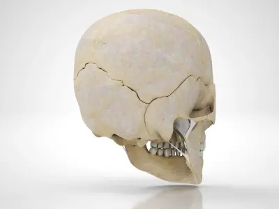 Human Skull Anatomy 3D model