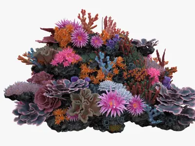  Coral Reef N 02 