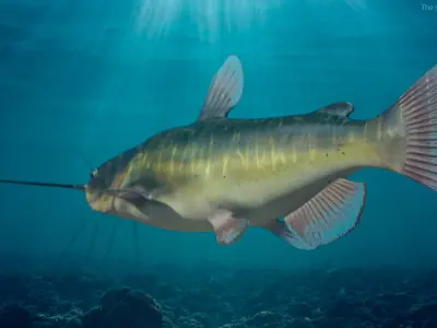  Freshwater Fish Rigged for Cinema 4D Collection 3 