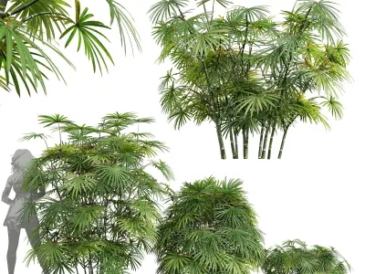 New Plant Rhapis Excelsa Bush Small001 Free 3D model