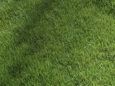 lawn grass 3D model