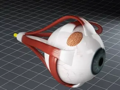 Anatomy eye 3D model