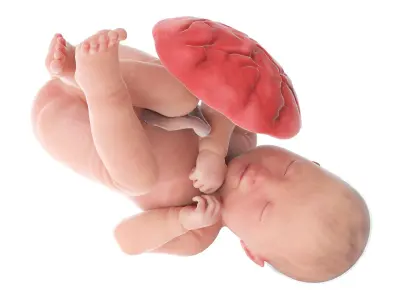  Fetus Anatomy Week 40 Animated 