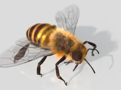  HoneyBee XGEN ANIMATED 