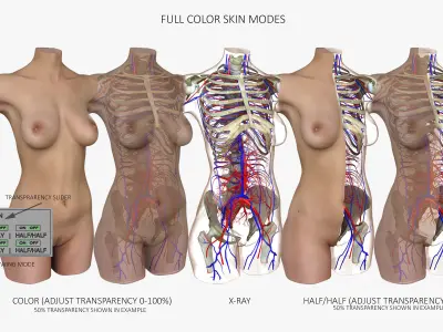 Woman Torso Anatomy 3D model