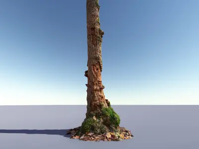 Mossy Tree Collection - Processed Scans PBR 4K Low-poly 3D model