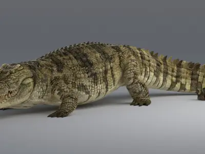  Crocodile Rigged 