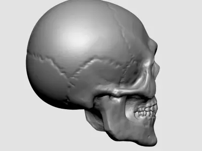Skull for 3DPrint 3D print model