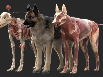  Shepherd Dog Anatomy 3D 