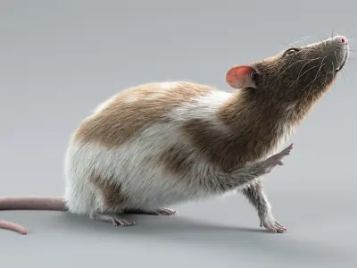  Decorative Rat Rigged Xgen 