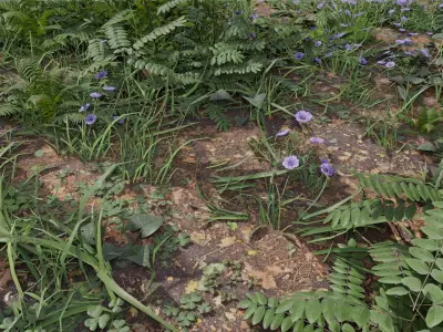 Forest Plant set Low-poly 3D model