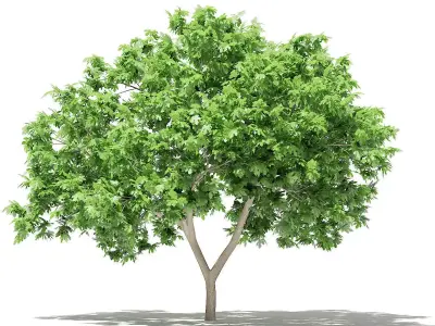 Common Fig Tree 3D model
