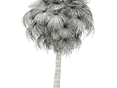 California Palm Tree 3D Model 7m 3D model