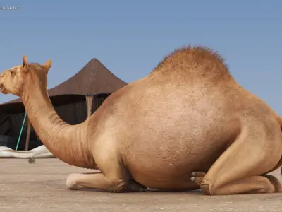  Resting Camel Fur 