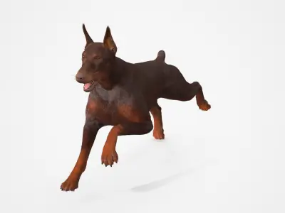  Brown Doberman Pinscher Fur for Maya Rigged 