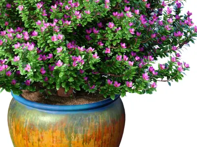 Decorative flowering tree shrub flowerpot Provence style lilac 3D model