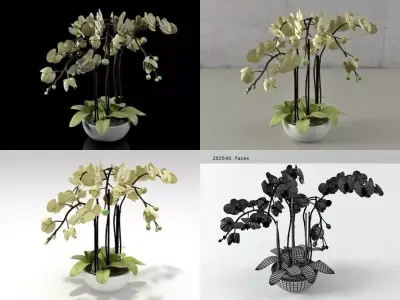 Orchid four different orchids in vase Free 3D model