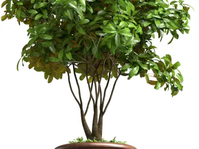 Decorative tree in a pot Indoor House Plant 3D model