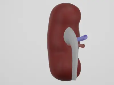 kidney 3D model