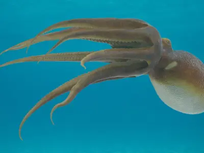  Octopuses Rigged Collection 