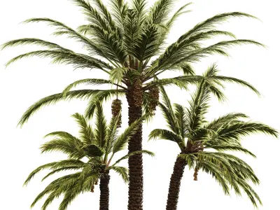 Date palm 3D model