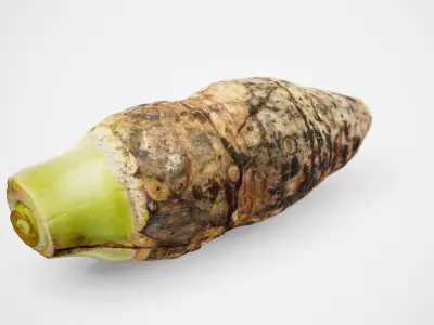 Taro Root - Photorealistic Scan Low-poly 3D model