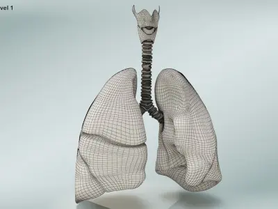  Lungs with bronchial tree 